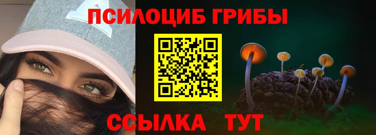 Псилоцибиновые грибы Psilocybine cubensis Черногорск